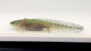 ヤマトサンショウウオの幼生（岐阜高校自然科学部生物班提供）