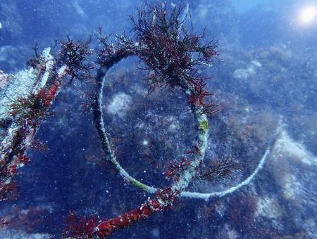 　海底に残されたロープ。一部が海藻に覆われている＝４月、静岡県西伊豆町沖（ＷＷＦジャパン提供）