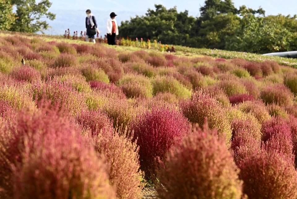 紅色に色づき始めたコキア＝１日午後３時５４分、郡上市高鷲町ひるがの、ひるがのピクニックガーデン