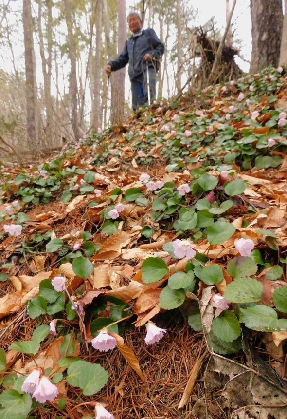 イワウチワが群生する斜面。淡いピンクの花を咲かせる＝岐阜県飛騨市神岡町小萱
