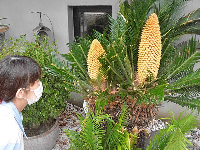 黄色の花を咲かせたソテツ＝関市観音前、関牛乳本社