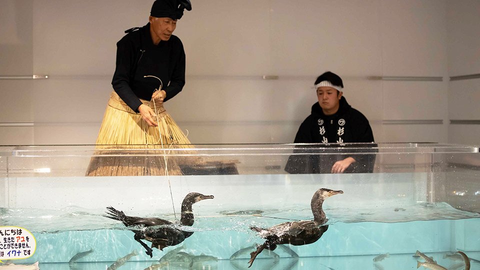 鵜飼の実演