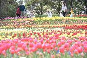 大花壇をカラフルに染めるチューリップ＝７日午後１時４８分、岐阜県海津市海津町油島、木曽三川公園センター