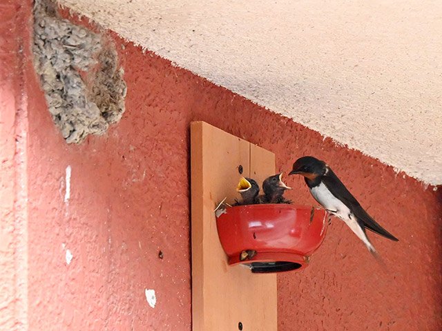 お椀の巣で、ひなに餌を与えるツバメ。左は４月に落下した巣の跡＝羽島市竹鼻町（川柳まさ裕さん提供）