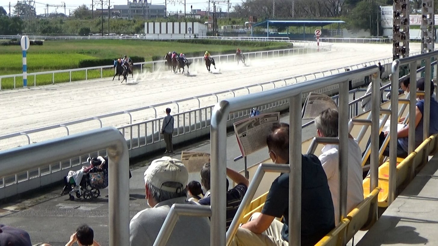 観覧席でレースに見入る来場者＝羽島郡笠松町、笠松競馬場