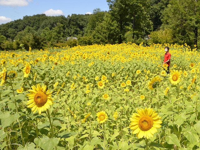 満開になったヒマワリ＝美濃加茂市山之上町、ぎふ清流里山公園