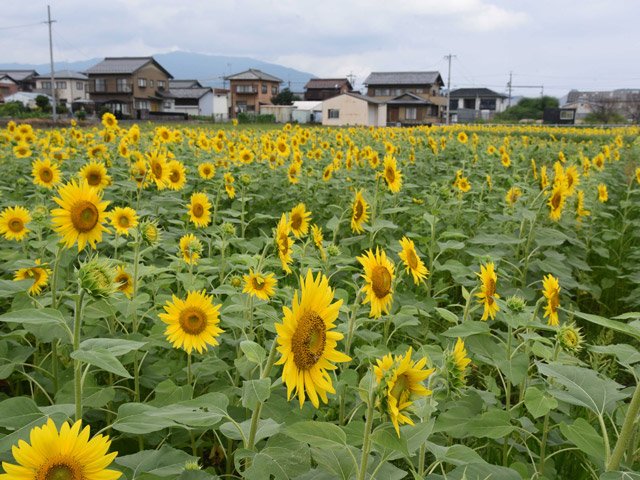 鮮やかな黄色の大輪が広がる休耕田＝大垣市荒川町