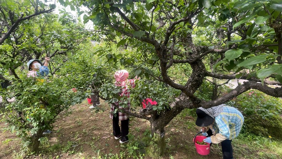 梅の出来映えを確認しながら丁寧にもぎ取る梅部会のメンバー＝安八町外善光、安八百梅園