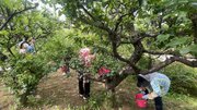 梅の出来映えを確認しながら丁寧にもぎ取る梅部会のメンバー＝安八町外善光、安八百梅園