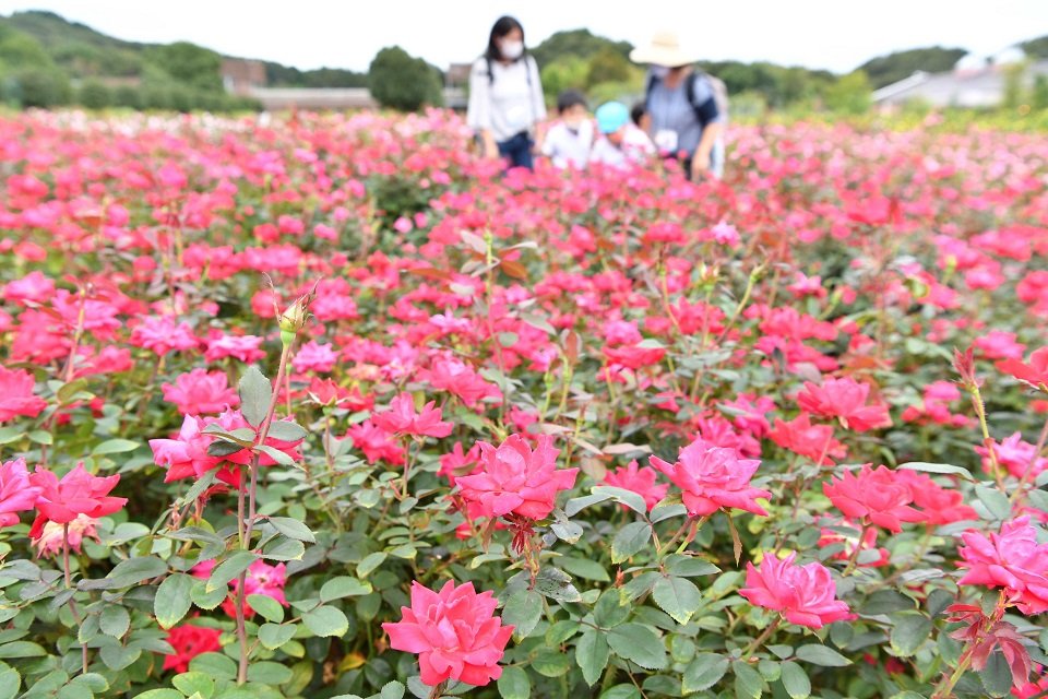 見頃を迎え、園内を彩るバラ＝５日午後２時１５分、可児市瀬田、ぎふワールド・ローズガーデン