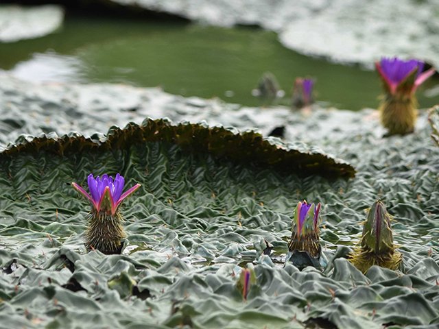 とげと細かいしわに覆われた巨大な葉を突き破り咲くオニバスの花＝海津市海津町福江、木曽三川公園アクアワールド水郷パークセンター