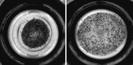 　線維化が起こり収縮したオルガノイド（左）と、化合物によって線維化を防いだオルガノイドの顕微鏡写真（京都大ｉＰＳ細胞研究所後藤研究室提供）