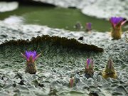 とげと細かいしわに覆われた巨大な葉を突き破り咲くオニバスの花＝海津市海津町福江、木曽三川公園アクアワールド水郷パークセンター