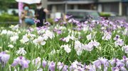 見頃を迎えたハナショウブ＝１１日午後２時２分、大垣市曽根町、曽根城公園