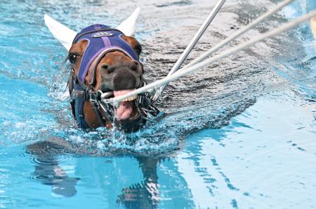 　馬のプール開きで、レース復帰を目指して初泳ぎする競走馬のファントムシーフ＝２２日午後、福島県いわき市