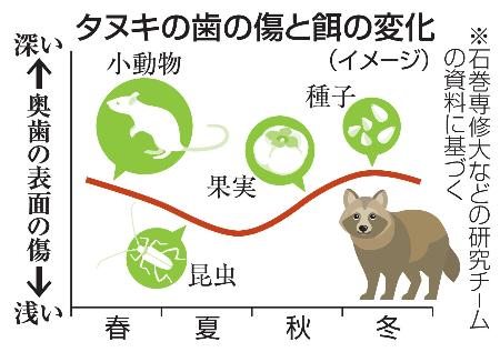 　タヌキの歯の傷と餌の変化（イメージ）