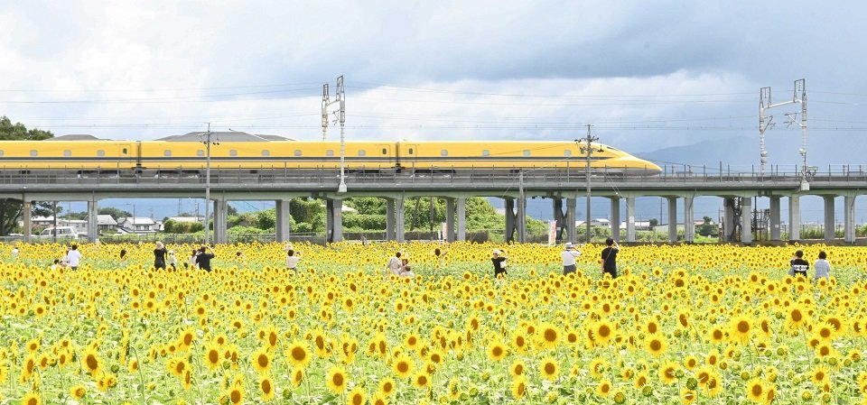 ヒマワリ畑付近を走るドクターイエロー＝７日午後１時４３分、大垣市平町