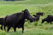 放牧され、草原を歩く雌牛＝高山市荘川町一色、一色牧場