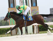 名古屋でら馬スプリントを１着でゴールするハイジャ（名古屋競馬提供）