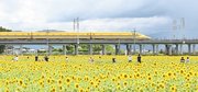 ヒマワリ畑付近を走るドクターイエロー＝７日午後１時４３分、大垣市平町