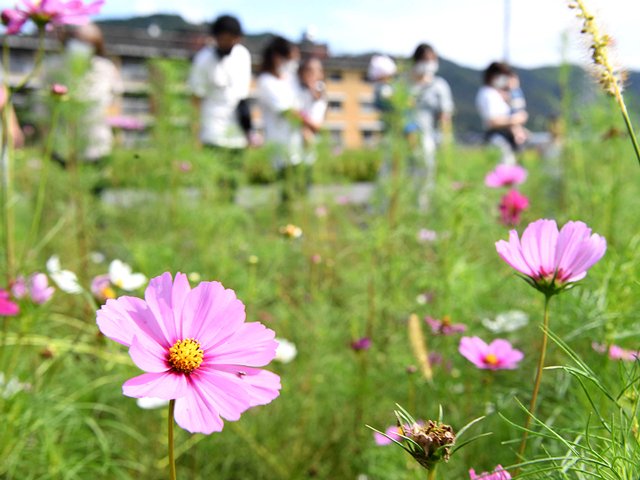 秋の訪れを告げるコスモス＝岐阜市村山