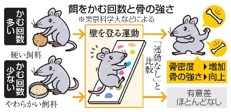 　餌をかむ回数と骨の強さ