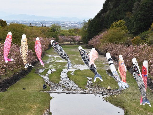 濃尾平野に向かって泳ぐように掲げられたこいのぼり＝海津市南濃町奥条、羽根谷だんだん公園