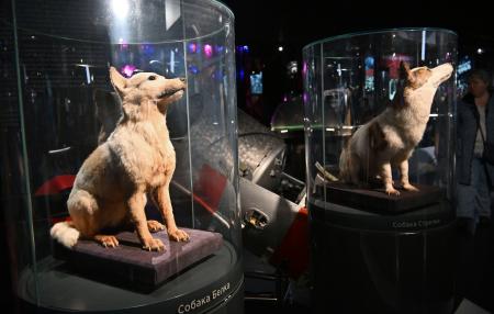 　モスクワの博物館に展示されている宇宙飛行した犬の剥製＝７日（共同）