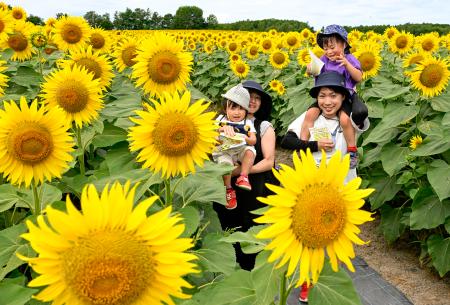 　北海道北竜町にある国内最大級のヒマワリ畑「ひまわりの里」を散策する親子＝１２日