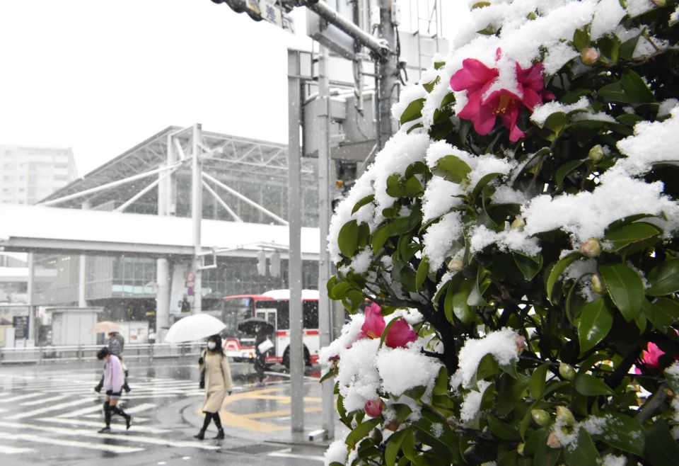 	今季初積雪で、名鉄岐阜駅近くの街路樹にも雪が降り積もった＝２７日午前９時３７分、岐阜市神田町