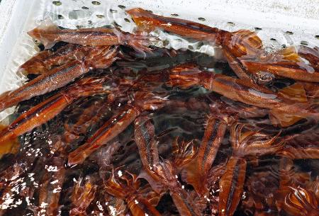 　いけすで泳ぐスルメイカ＝６月、北海道函館市