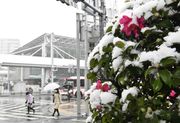 	今季初積雪で、名鉄岐阜駅近くの街路樹にも雪が降り積もった＝２７日午前９時３７分、岐阜市神田町
