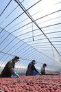 日差しを浴びながらビニールハウス内で天日干しされる赤く染まった梅干し＝１７日午前、揖斐郡池田町舟子