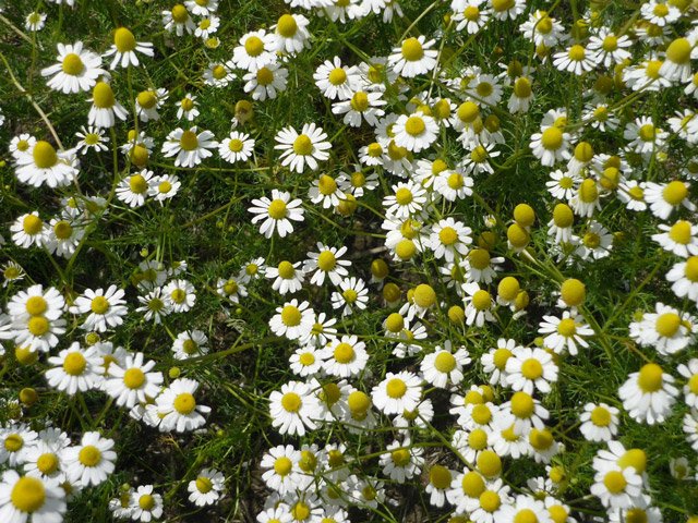 カミツレの花