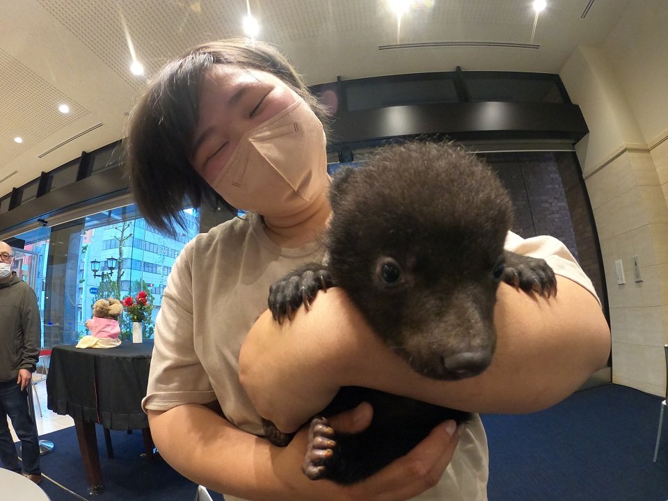 奥飛騨クマ牧場からやって来た子グマ＝岐阜新聞社本社