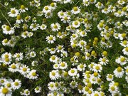 カミツレの花