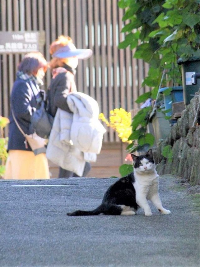 馬籠宿の裏路地は〝猫通り〟＝中津川市