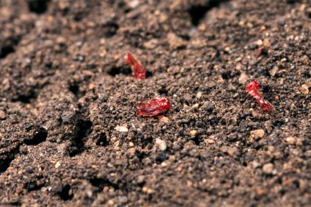 　乾燥したネムリユスリカの幼虫（農研機構提供）