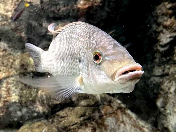 口内で稚魚を保育中のティラピアの仲間「オレオクロミス・タンガニカエ」