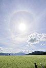 花が満開のソバ畑の上で見られた日暈＝２２日午前１０時４７分、中津川市坂下、椛の湖自然公園（撮影・堀尚人）