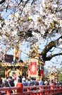 祭り屋台が進む中橋付近は、桜が見頃を迎えている＝１４日午前、高山市内