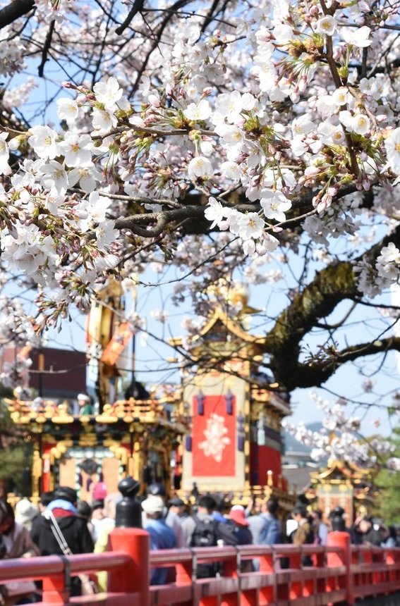 祭り屋台が進む中橋付近は、桜が見頃を迎えている＝１４日午前、高山市内