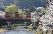 桜の咲く中橋を進む祭り屋台＝１４日午前、高山市内
