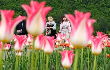 　色とりどりのチューリップが見頃を迎えた「かみゆうべつチューリップ公園」を散策する観光客ら＝２２日午後、北海道湧別町