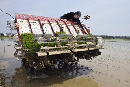 　水を張った田んぼの中を進む田植え機＝５月、秋田県大潟村