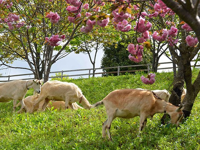 八重桜の下で雑草をはむヤギ＝美濃加茂市中部台、さくら広場