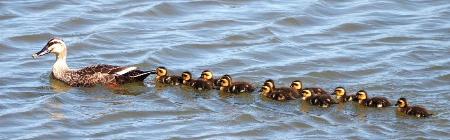 　鳥取県米子市の米子水鳥公園で確認されたカルガモの親子＝４日（同園提供）