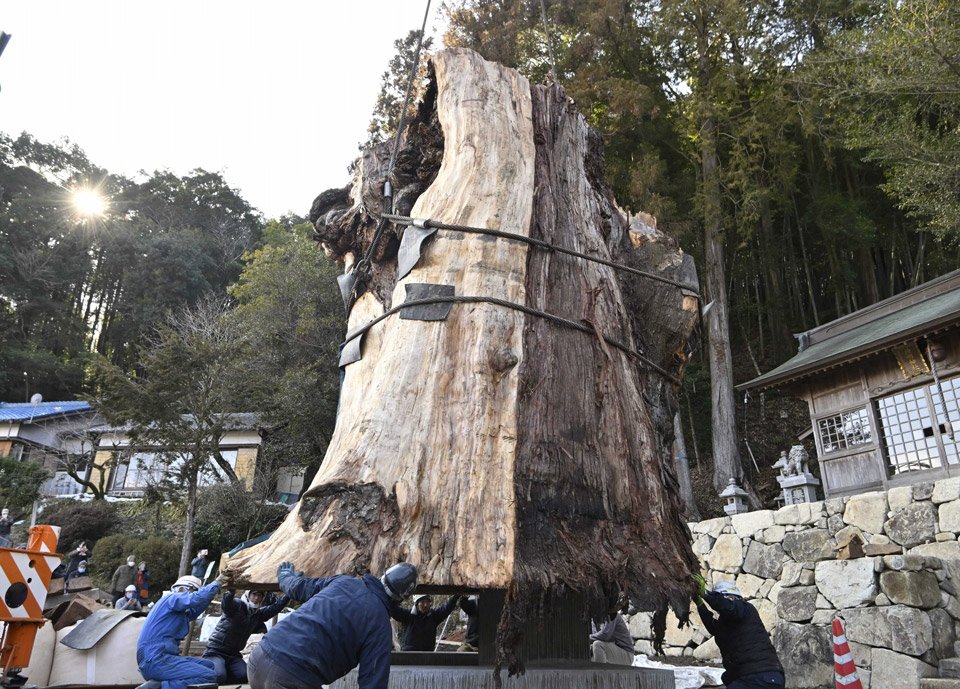 台座に据えられる大杉の根元部分＝１４日午後２時４０分、瑞浪市大湫町、大湫神明神社