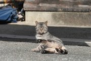薬師寺厩舎付近に住み着いている猫＝笠松町若葉町