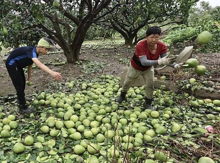 　台風４号の影響で落下したブンタンを処理する人＝８日、台湾台南市（中央通信社＝共同）